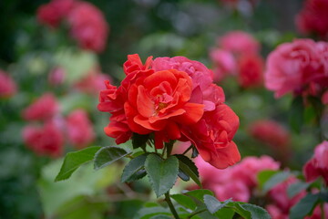 Red rose in garden