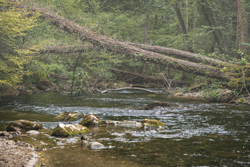 rivière sauvage, bois de versoix