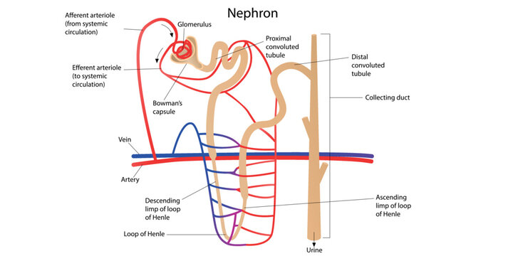 The structure of a nephron with pointers. Vector illustration