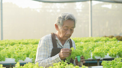 agriculture concept of 4k Resolution. Asian woman checking vegetables in greenhouse. Gardener's...