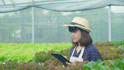 agriculture concept of 4k Resolution. A worker is checking the growth of vegetables in the garden. Gardener's Productivity Evaluation.