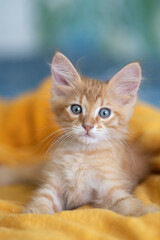 Big red Maine Coon kitten. The cat lies in yellow plaid. Autumn season.