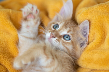 Big red Maine Coon kitten. The cat lies in yellow plaid. Autumn season.