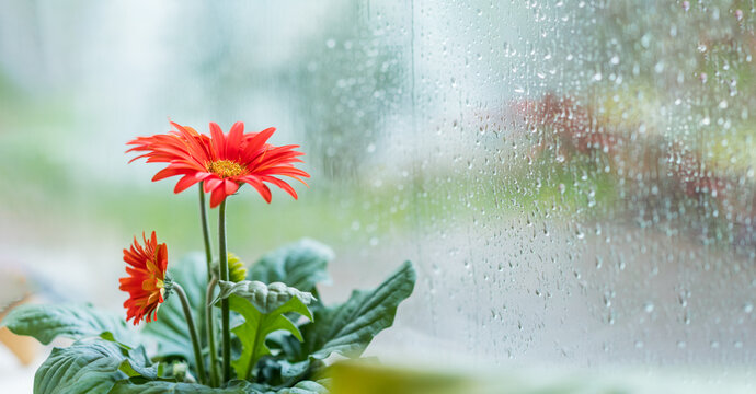 Red gerbera flower on rainy glass window background. Rainy day. texture of rain drops, wet glass. Feelings, sadness, loneliness. Seasonal Atmospheric lyrical romantic wide banner. Selective focus.