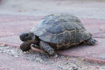 Small Greek tortoise crawls on city tiles. Turtle with large claws and a beautiful shell.