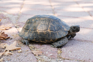Fototapeta premium Small Greek tortoise crawls on city tiles. Turtle with large claws and a beautiful shell.