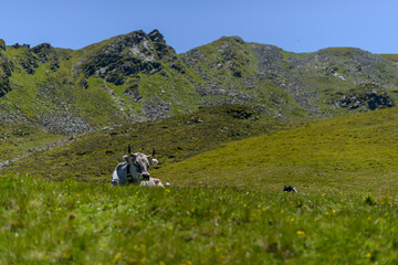 Naklejka premium a cow lies on the alpine meadow