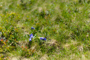 flower in the mountain