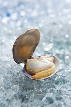 Fresh Open Clam Resting On Ice