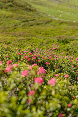 Obraz premium Flowers in the mountain