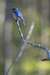 Eastern Bluebird perched on a branch with green forest background