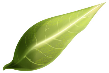 Fototapeta premium Green leaf. Realistic plant element for eco product
