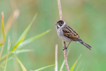Reed bunting Emberiza schoeniclus perched in reeds