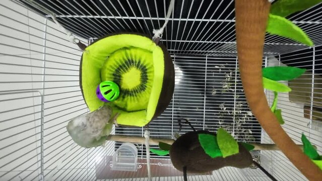 Green-cheeked parakeet or green-cheeked conure are playing the toys, top view. It's a popular pet in Thailand.