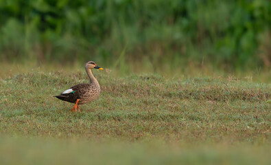 Indian Spot billed duck