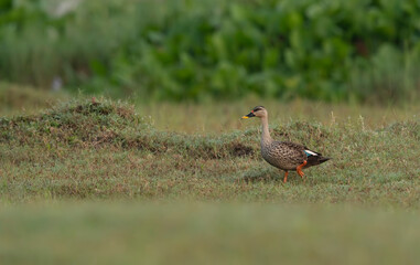 Indian Spot billed duck