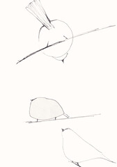 Hand drawn sketch of birds.