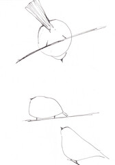Hand drawn sketch of birds.