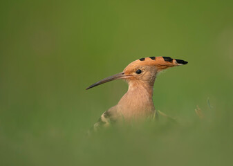 Common Hoopoe Upupa epops photographed foraging over a grassy area © tahir