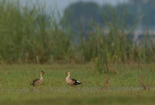 Indian Spot Billed Duck