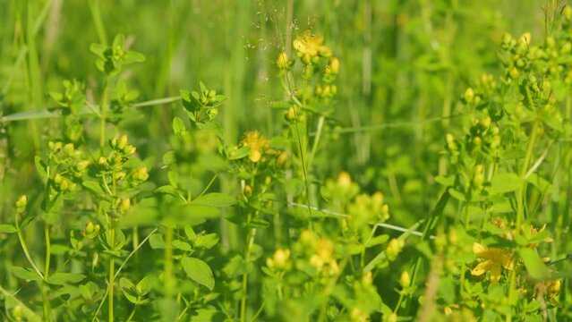 In the wild bloom hypericum perforatum. Yellow blossoms of hypericum perforatum, a herbal medicine.