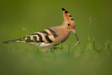Common Hoopoe Upupa epops photographed foraging over a grassy area