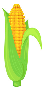 Corn cob in green leaves. Cartoon maize crop