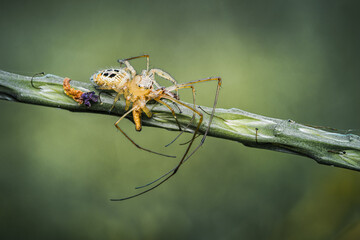 Jumping spider eating prey on green Stachytarpheta jamaicensis tree, Jumping spider and Lynx spider, Selective focus, Macro shot, Natural background, Thailand.