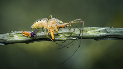Jumping spider eating prey on green Stachytarpheta jamaicensis tree, Jumping spider and Lynx spider, Selective focus, Macro shot, Natural background, Thailand.