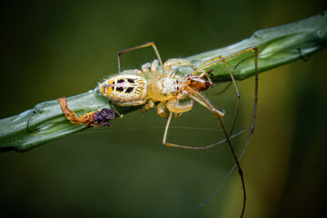 Jumping spider eating prey on green Stachytarpheta jamaicensis tree, Jumping spider and Lynx spider, Selective focus, Macro shot, Natural background, Thailand.