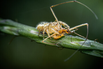 Jumping spider eating prey on green Stachytarpheta jamaicensis tree, Jumping spider and Lynx spider, Selective focus, Macro shot, Natural background, Thailand.
