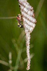 Close up Ropalidia Fasciata, Paper Wasp taking care it's tiny nest on nature background, Thailand.