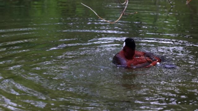 The Ruddy Duck, Oxyura jamaicensis, is a duck from North America and one of the stiff-tailed ducks.