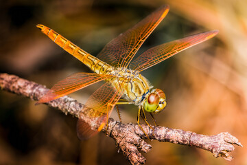 Close up of Dragonfly perched on a tree branch, dry wood and nature background, Selective focus, insect macro, Colorful insect in Thailand.