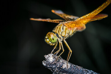 Close up of Dragonfly perched on a tree branch, dry wood and nature background, Selective focus, insect macro, Colorful insect in Thailand.