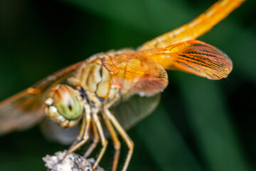 Close up of Dragonfly perched on a tree branch, dry wood and nature background, Selective focus, insect macro, Colorful insect in Thailand.