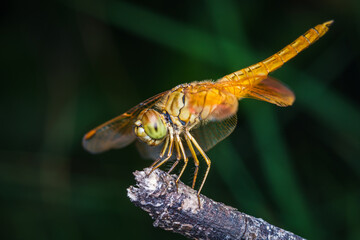 Close up of Dragonfly perched on a tree branch, dry wood and nature background, Selective focus, insect macro, Colorful insect in Thailand.