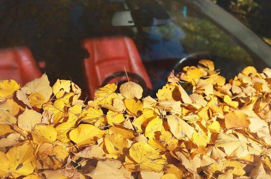 Car windscreen covered with yellow autumn leaves. Autumn season in a city. Fall foliage on a car front glass.