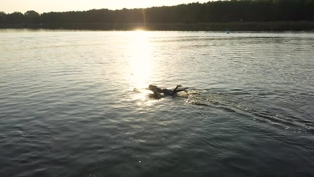 surfer is paddling on surfboard in sunset