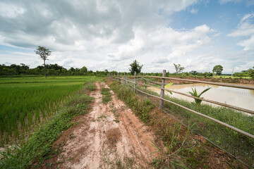 rice fields in isaan thailand in udon thani province.