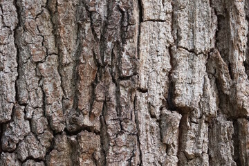 Naklejka premium Rind von einem Baum