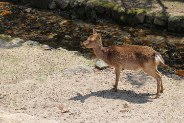 wild deer in miyajima (japan) 