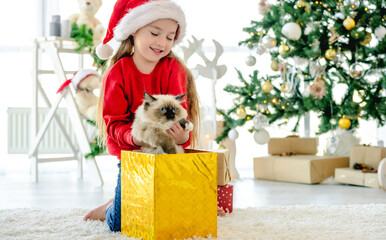 Child with ragdoll cat in Christmas time