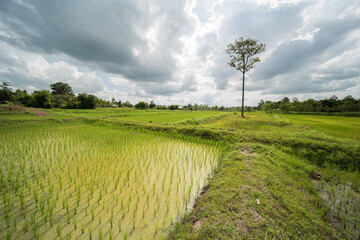 rice fields in isaan thailand in udon thani province.