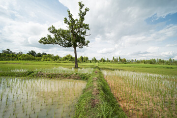 Fototapeta na wymiar rice fields in isaan thailand in udon thani province.