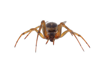 Noble false widow spider isolated on white background, Steatoda nobilis old mature female
