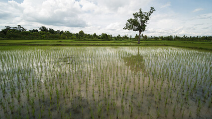 rice fields in isaan thailand in udon thani province.