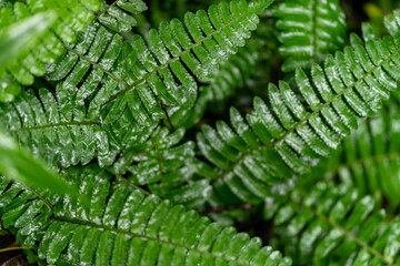 Fern leaf with water drops close-up