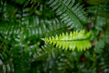 Fern leaf with water drops close-up