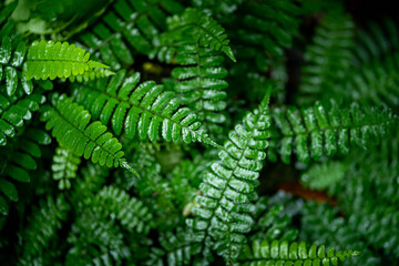 Fern leaf with water drops close-up